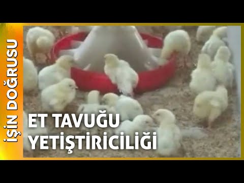 Video: Broiler Tavukları Nasıl Beslenir