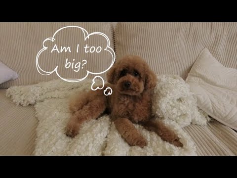 Video: Kiek valgyti šunį pagal svorį
