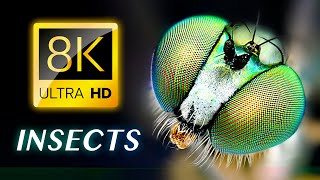 Насекомые 8K Видео Ultra Hd — Животные 8K
