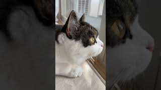 お散歩に行きたい猫 #shorts