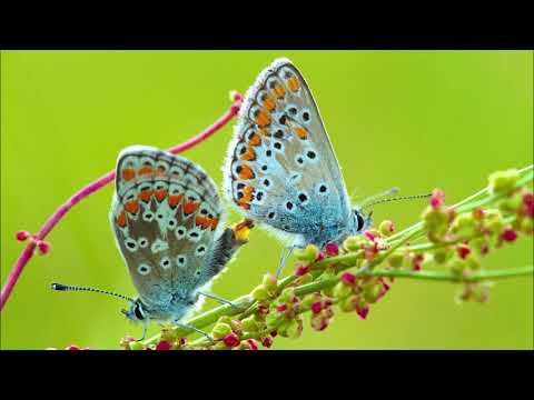 Vídeo: Por que as borboletas sonham em um sonho para uma mulher e um homem