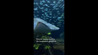 The Mesmerizing Bowmouth Guitarfish