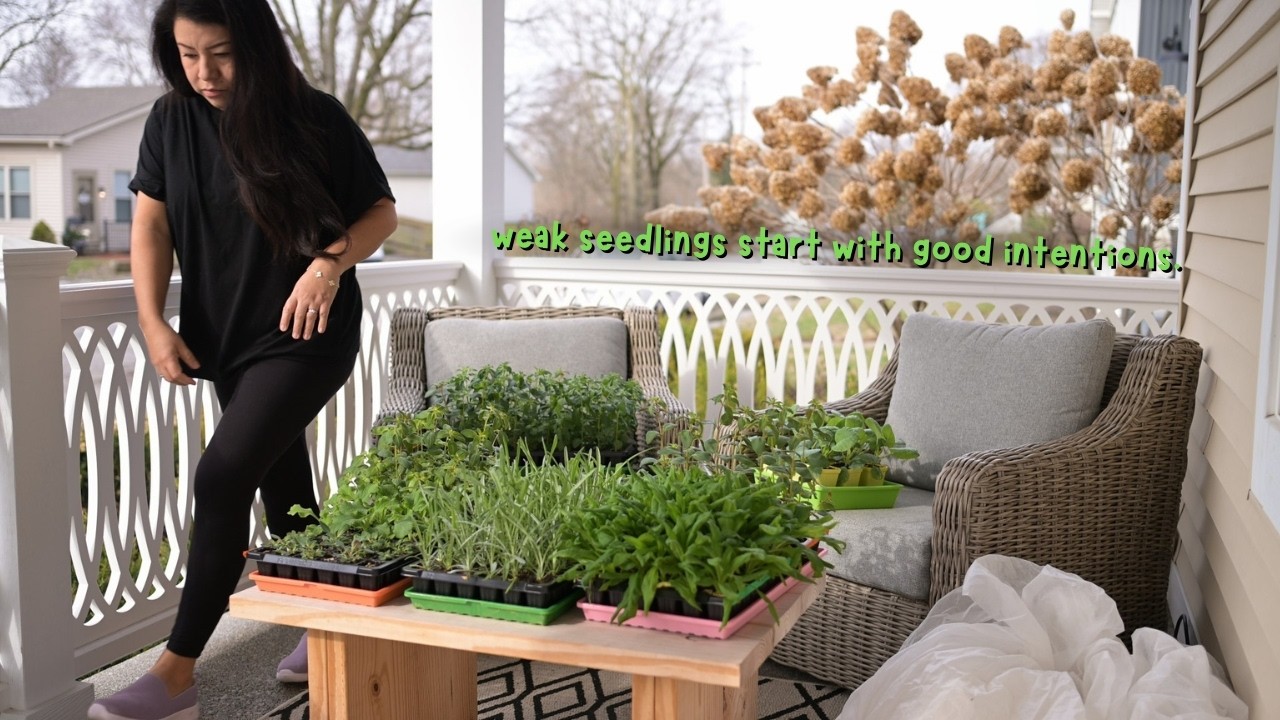 Being a good plant parent might be hurting your seedlings