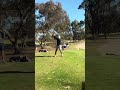 Jordan Folino H2 G6 #golf #golfswing