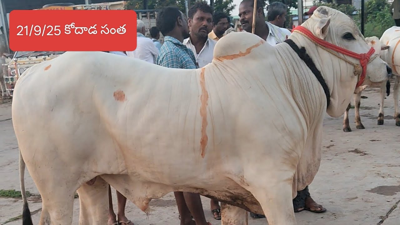 21/9/25 కోదాడ సంత లో దూడల రేట్లు వివరాలు// kodada bulls Market 
