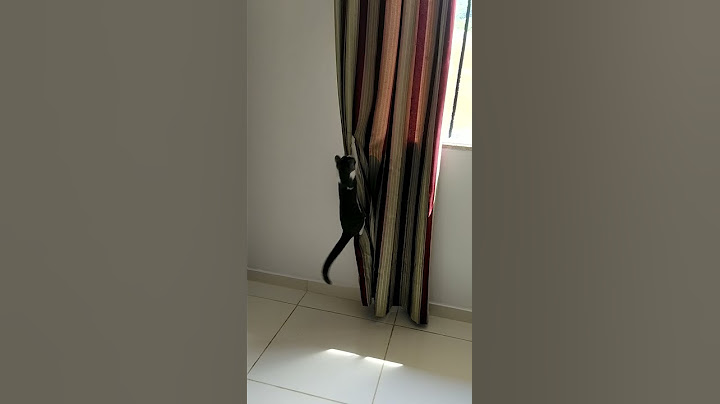 gatos arteiros/gatos fazendo bagunça/minha gata rasgou a cortina/gatinhos fofos
