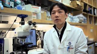 Hippo Signaling Regulates Microprocessor and Links Cell-Density-Dependent miRNA Biogenesis to Cancer