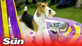 'King' the wire fox terrier who won 'Top Dog' at Westminster dog show