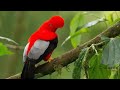Wuauquikuna - Ecuador ( Official Video) Raimy Salazar