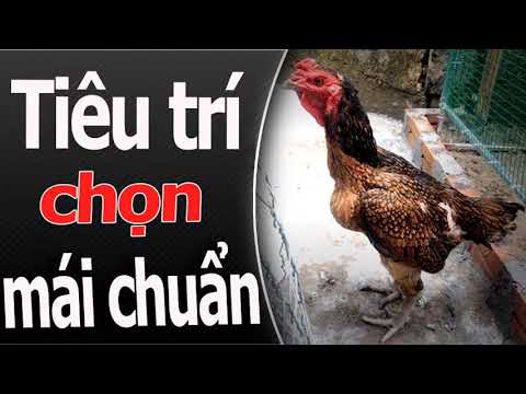 Tiêu trí chọn mái đàu giòng  mái tổ đúng cách | Foci