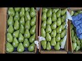 Today's Pear Market Update | Pear Market in Himachal | Himalayan Farming | Live update