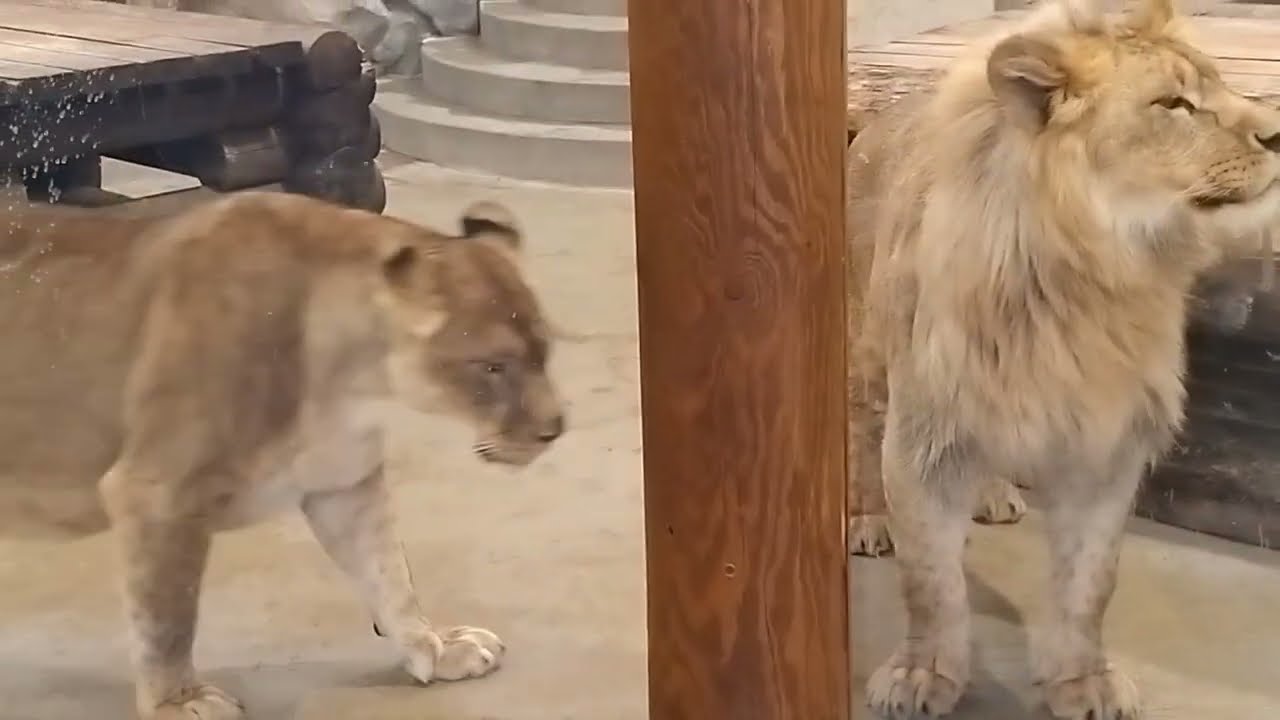 Аргун задирается, но львице надо вымыть ему хвост.