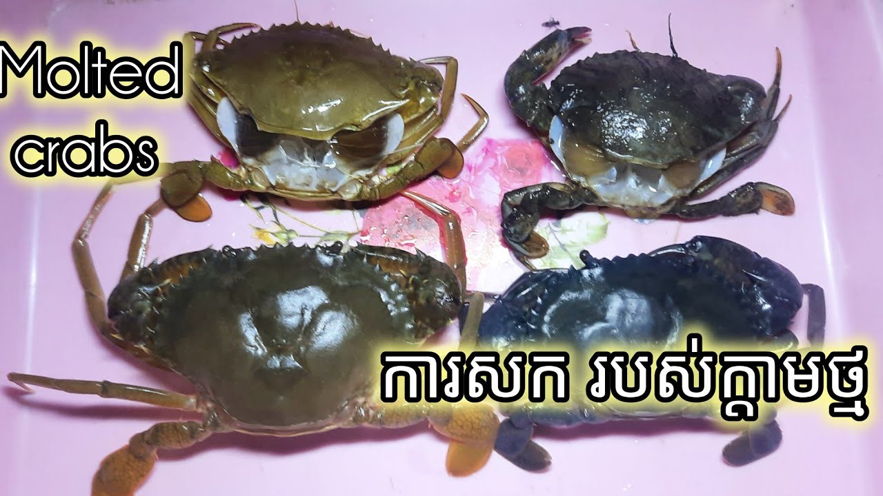 ក្តាមថ្មកំពុងសក #10september 