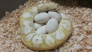 Pastel Calico Banana Ball python on her Eggs! #shorts