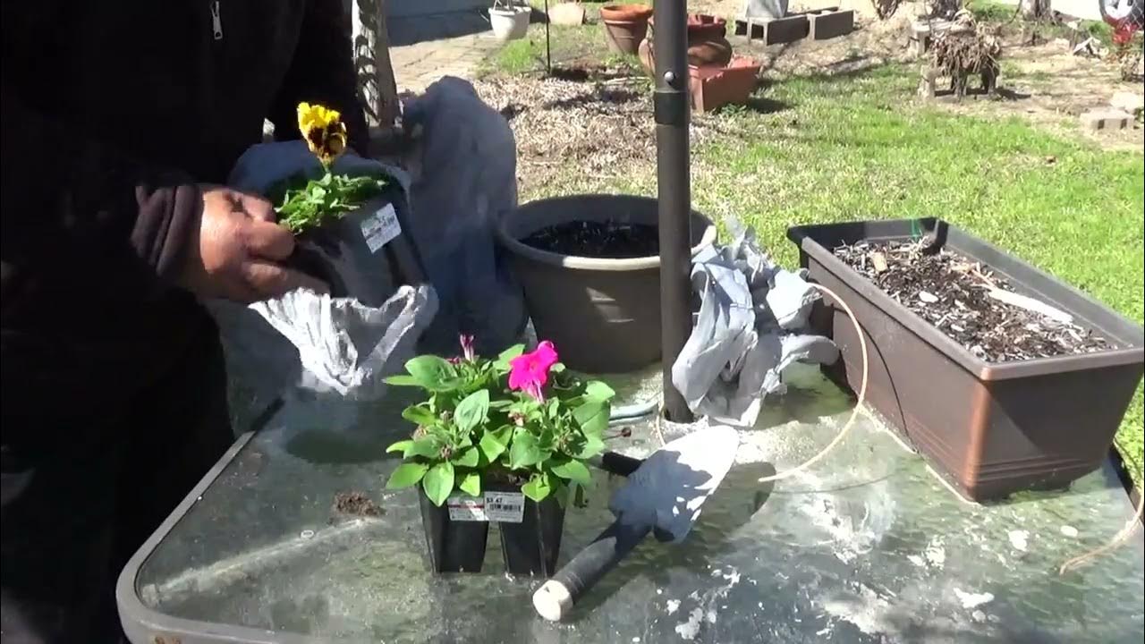 flowers in my gutter YouTube