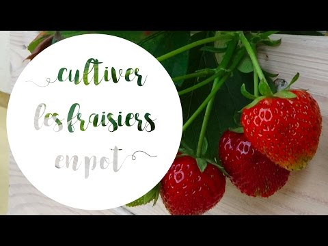 Vidéo: Comment Nourrir Les Fraises Après La Fructification ? Comment La Nourrir En Juillet Et Août Après La Récolte ? Engrais Pour Nourrir Les Fraises En été