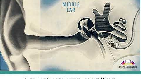 Excel 8 module 3 How our ears work