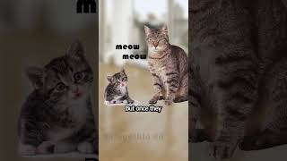 ?Why cats meow us