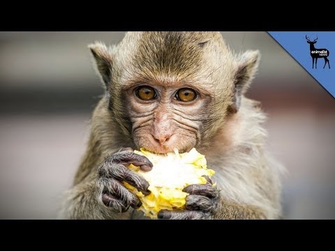 Video: What Monkeys Eat