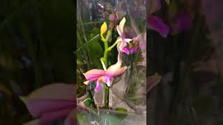 8 марта орхидеи сортовые
