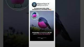 AVUSTRALYA ORMANLARININ EN ŞIK SAKİNİ PEMBE NAR BÜLBÜLÜ🥰 #bulbul #kuşlar #güzellik #keşfet #belgesel