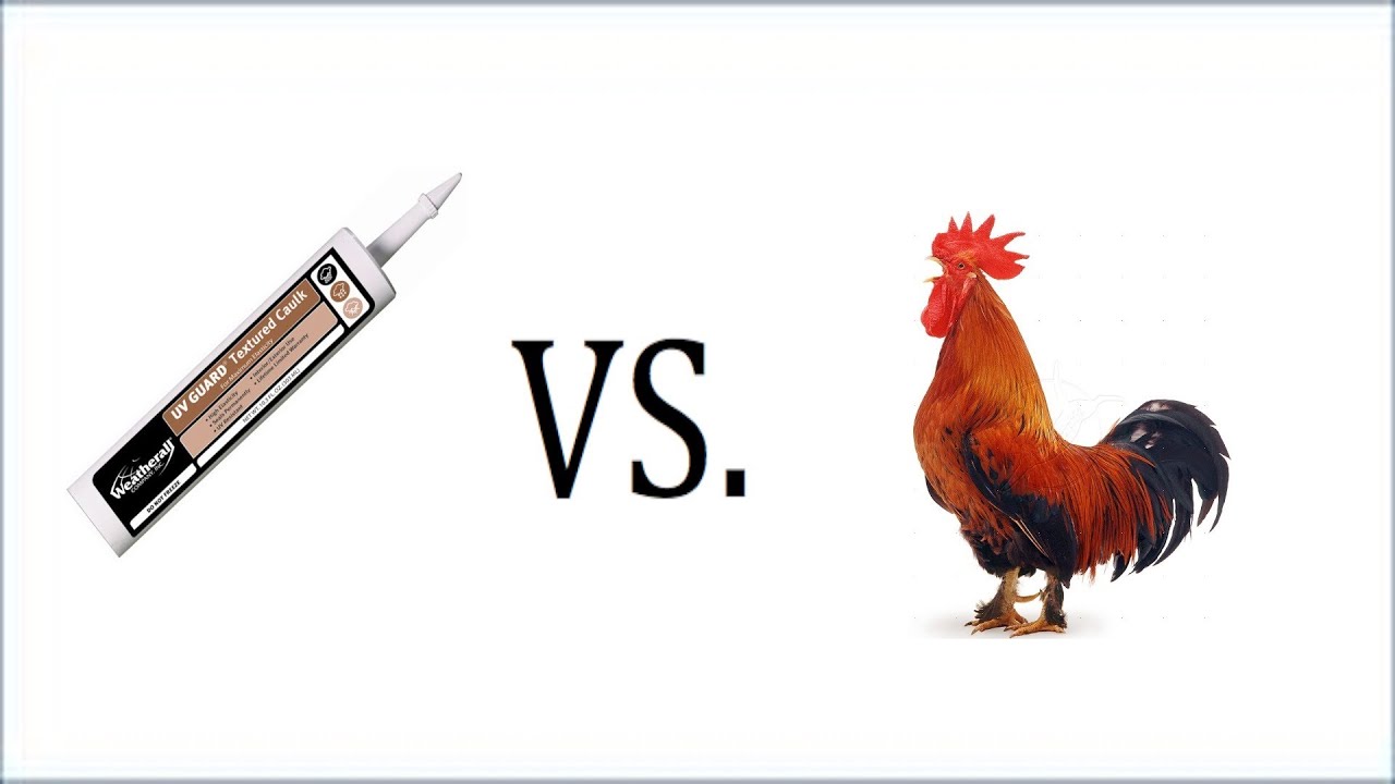 C-A-U-L-K VS. C-O-C-K! (9.2.13-Day 819 yto) - YouTube