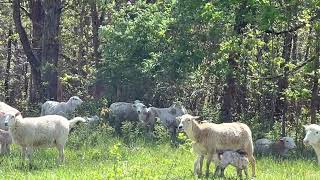 Greg shares his tips for successful spring pasture lambing.