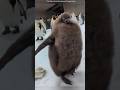 Why Baby King Penguins Look Bigger Than Adults! 😱🐧#facts #ytshorts #animals