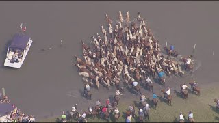 Famous Virginia's 99th annual Chincoteague Pony Swim! Net Worth