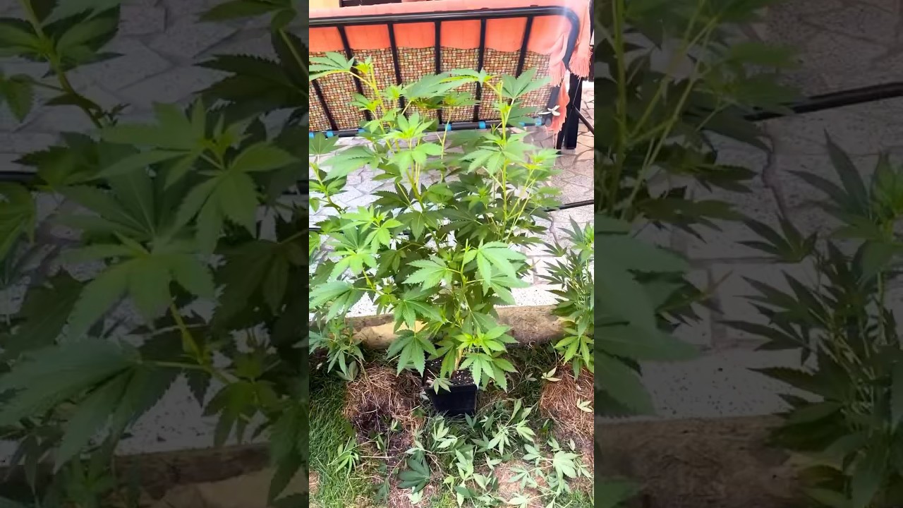 Defoliación de bajos y aseo antes de la floración 👌🏻