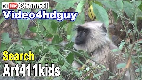 MONKEY  ♥ screensavers ♥  4 Kids  | art411kids™
