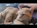 猫ホテルで寛ぐ茶トラさんと撮影者
