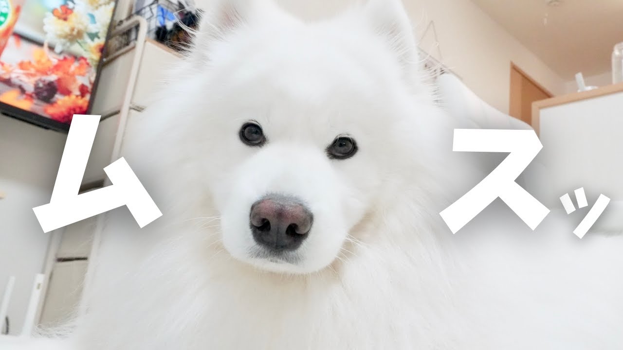 仰天】仕事に行こうとするパパにサモエドが大激怒した日 - YouTube