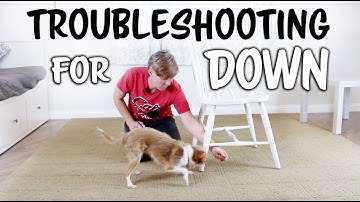 Teach your dog to down - Troubleshooting