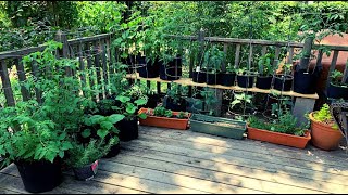 2020 DECK GARDEN TOUR!!  NOREEN'S GARDEN