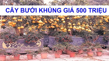 Giá Bưởi Tết tân sửu 2021, Cây Bưởi giá 500 triệu tại chợ hoa tết, thành phố Thanh Hóa