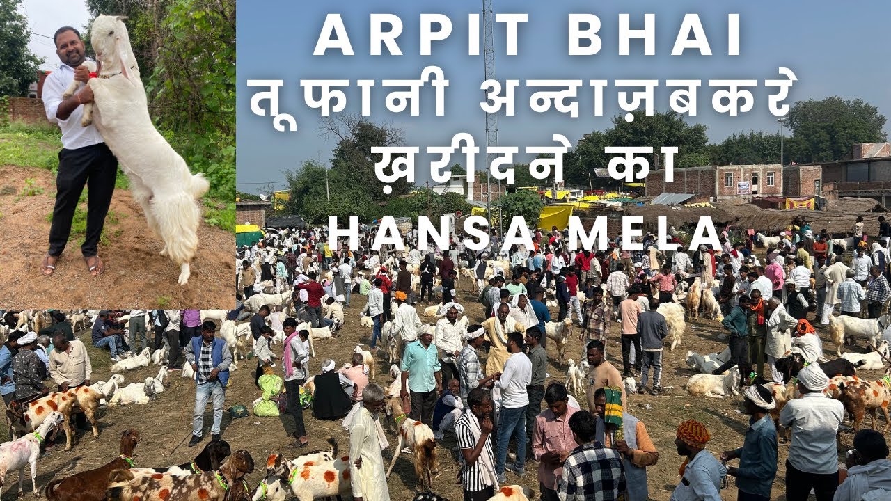 Chmbal Hansa Mela अर्पित bhai Ka Tufani अंदाज  Bakre Kharidi Ka Panchnanda Mela 2025