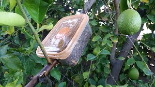 How to Air Layer Fruit Trees "May take longer then you think"