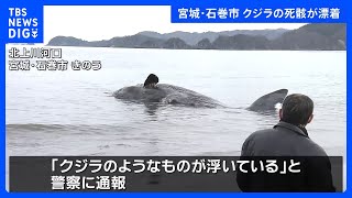 クジラの死骸が漂着 宮城・石巻市北上川河口付近｜TBS NEWS DIG