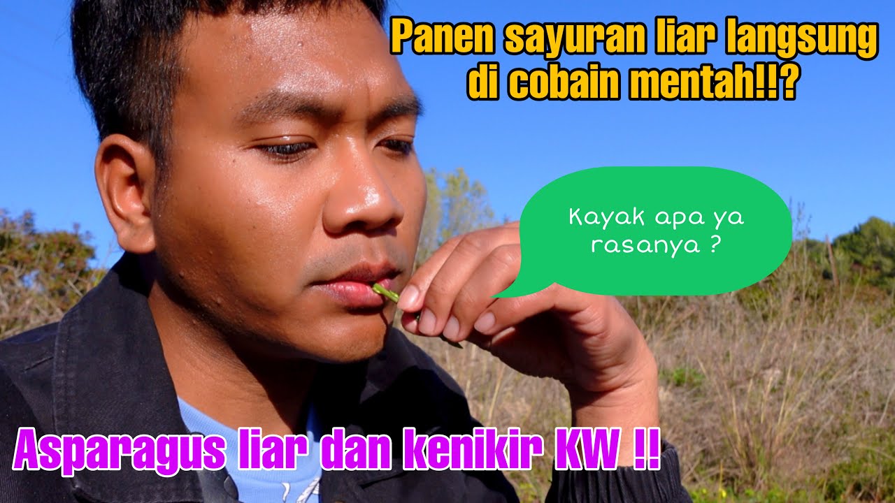 PANEN SAYUR LIAR LANGSUNG DI COBAIN !!! ASPARAGUS DAN KENIKIR KW!! GIMANA YA RASANYA ?!!