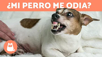 ¿Por qué mi perro odia a determinados perros?