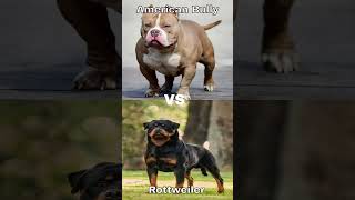 American Bully vs Rottweiler ( Which one? ) Subscribe for Bully, Like for Rottweiler #americanbully