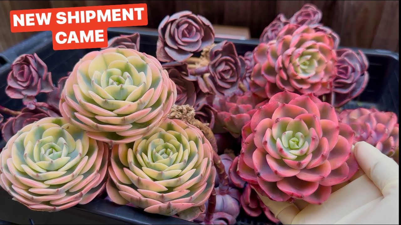 2/10/26 NEW SHIPMENT CAME | SEN ĐÁ ĐẸP MỚI VỀ| | Lele: 408 883 5495
