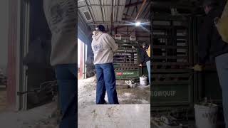 Cattle work should not take more people than you have.