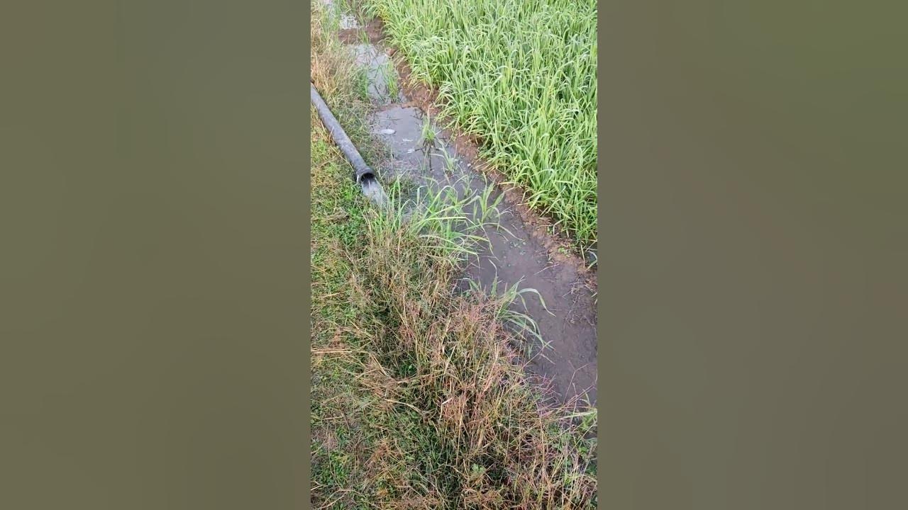 khet-me-pani-lagana-youtube