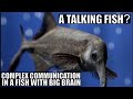 Smartest Fish on Earth, Mormyridae, Seem To Talk Just Like Us