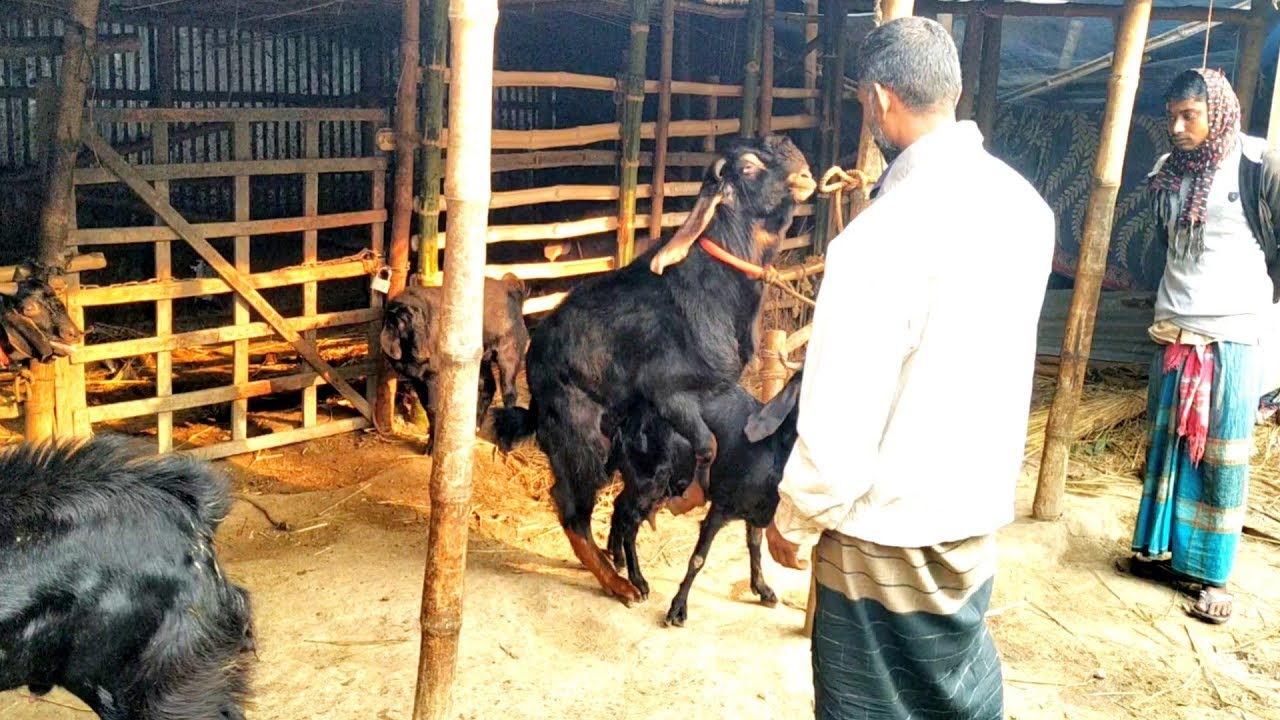 Goat breeding season। goat breeding traditional methods। km animals