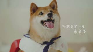 momo富立保代-毛寶貝看病有補償最放心,必備的寵物保險