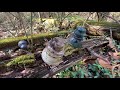 Insulator Hunting on the L&N Railroad March 2021