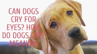 Can Dogs Cry For Eyes? How Do Dogs Cry? Meaning